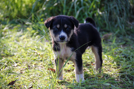 Cute dog in field