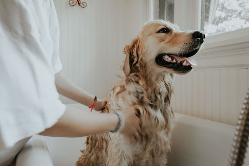 dog having a gentle bath