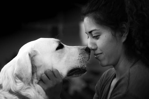 cute dog cuddling with pet sitter