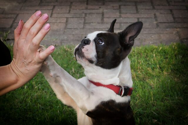 house dog giving hooman a high five