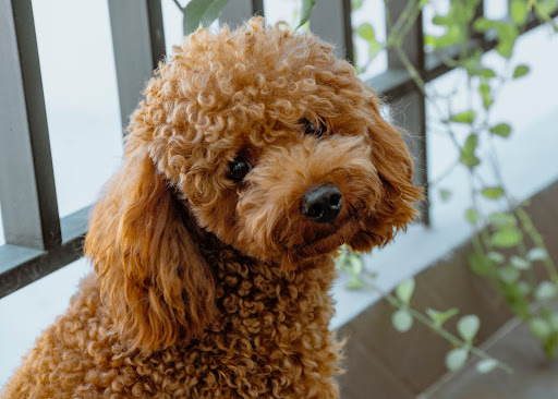 adorable poodle staring at human