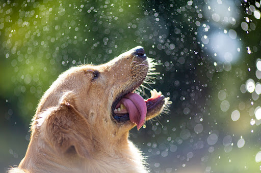 golden retriever adult dog