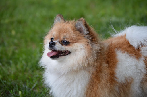 pomeranian