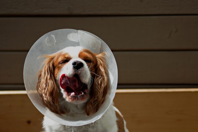 dog in a cone