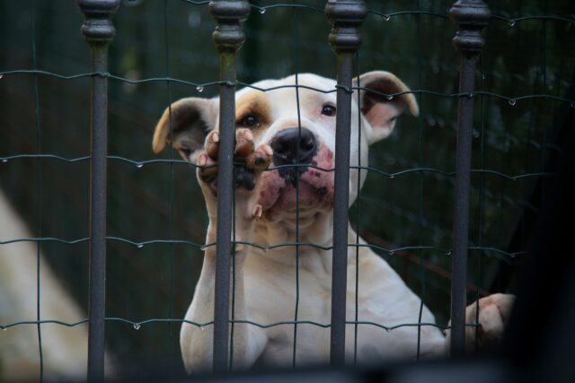 Dog crying in cage