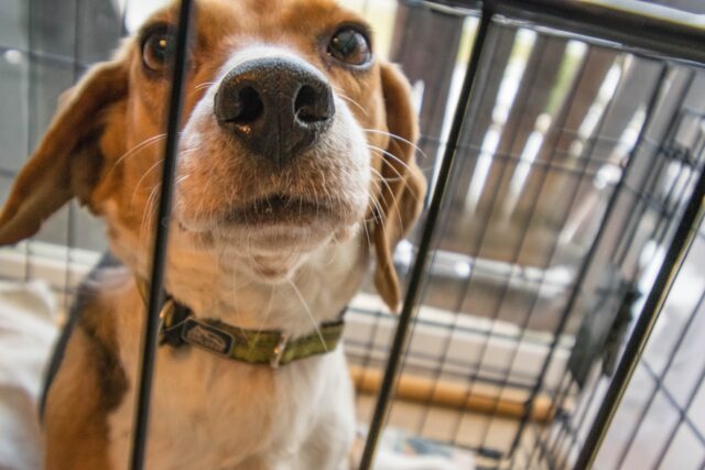 Patient dog in a dog crate