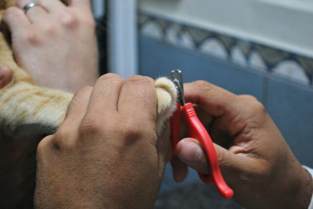 Cat nails getting trimmed