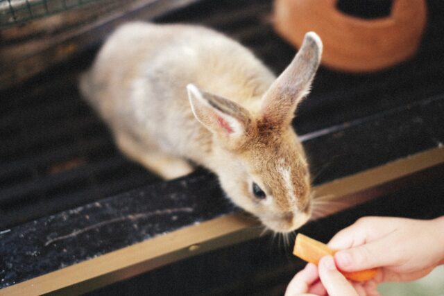 cute bunny chewing on sliced carrot