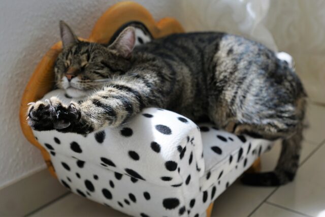 cat stretching on her couch