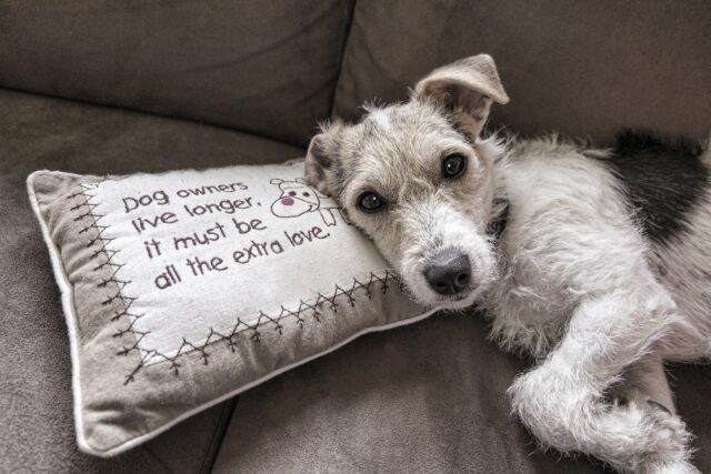 dog relaxing on couch