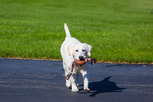 dog carrying a nylon dog toy