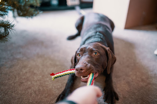 dog playing with rope toy