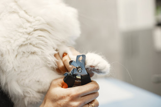 cat nails being clipped