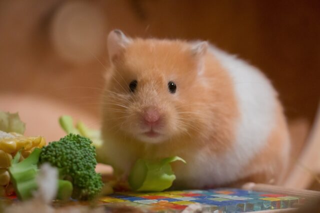 hamster eating on brocolli