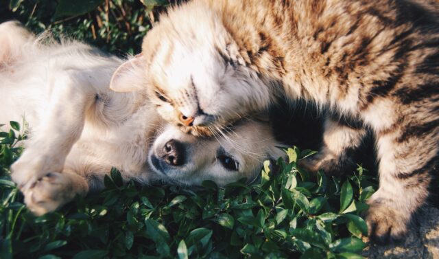 cute cat and dog snuggling together