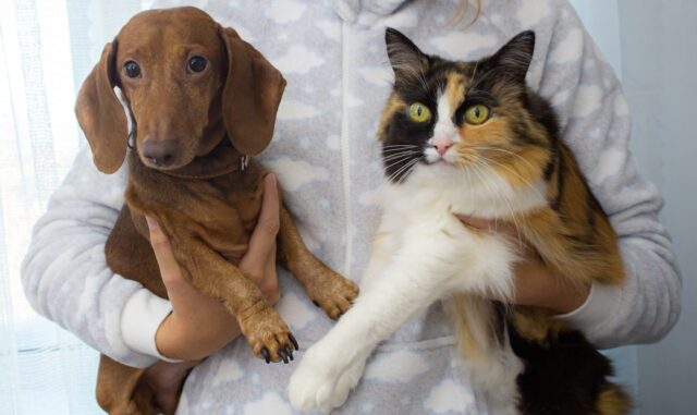 dog and cat getting to know each other