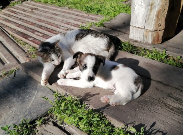 cats and dogs chilling