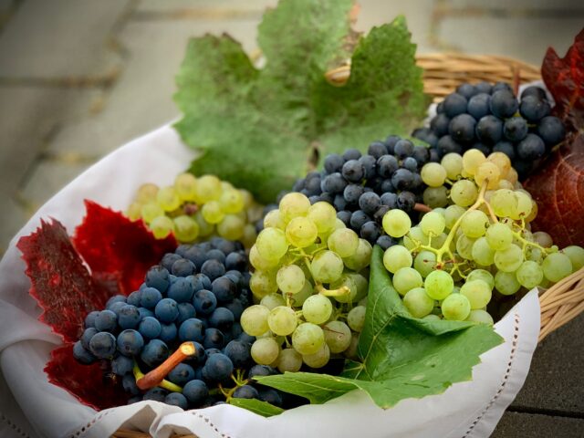 grapes are also toxic for dogs