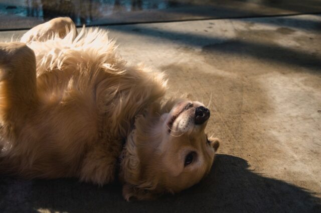 golden retriever basking in the sun