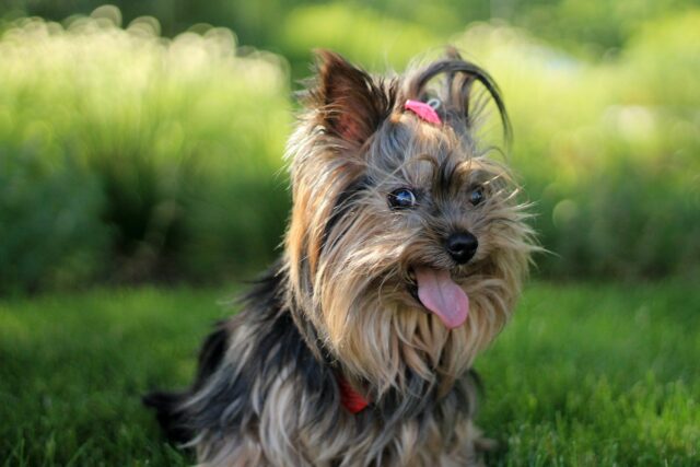 yorkshire terriers are cuties! 