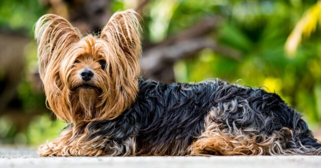 yorkshire terriers are no fuss pups