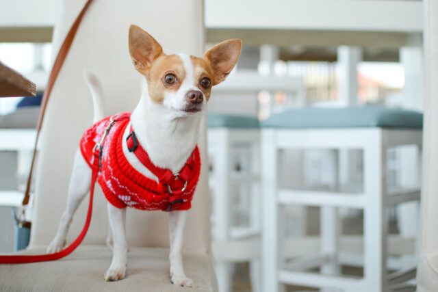 an inquisitive dog in the kitchen