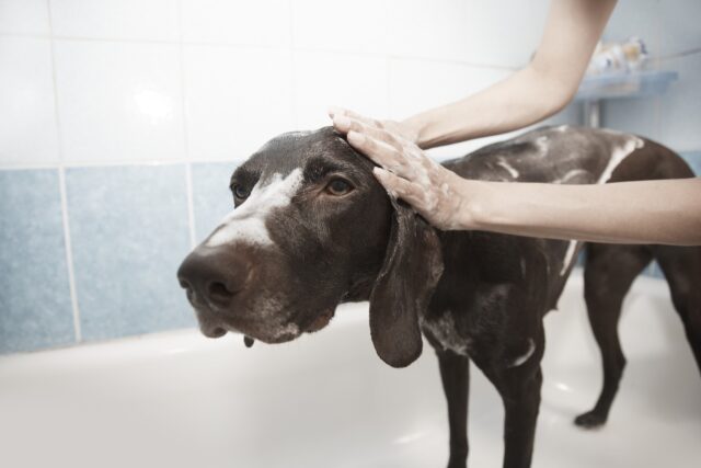 dog in bathroom