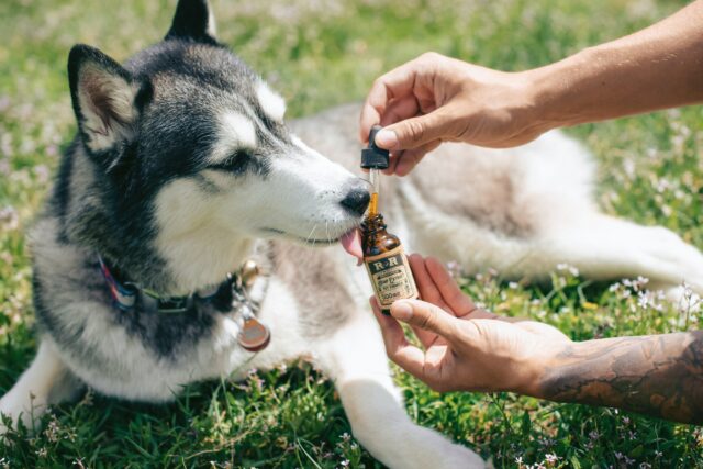 Dog getting medicine