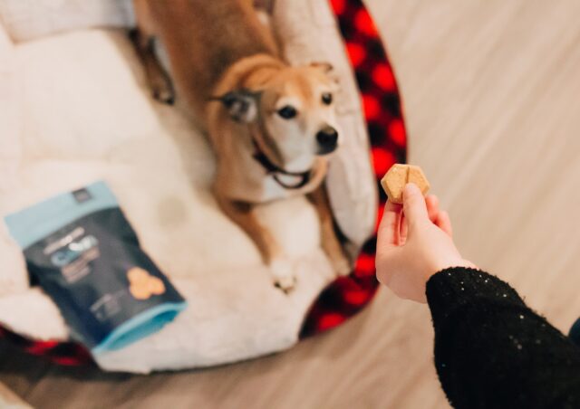 dog getting a treat with medicine