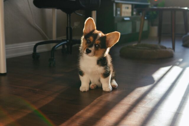 pembroke welsh corgi