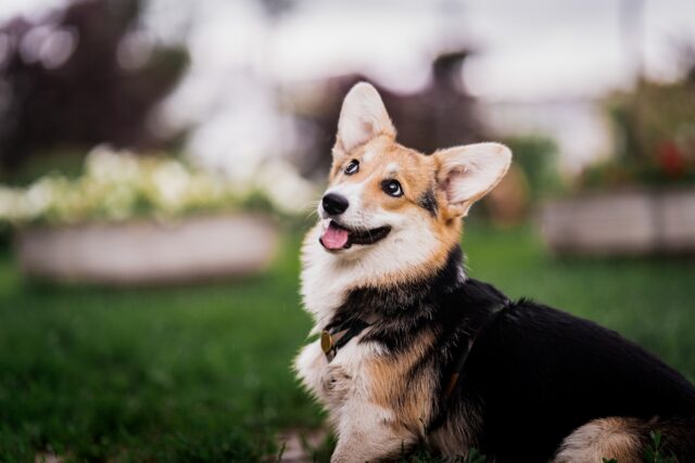 corgis smile a lot