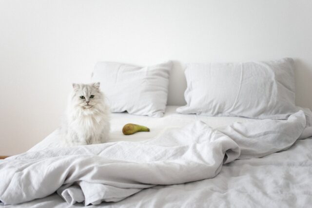 White persian cat on bed