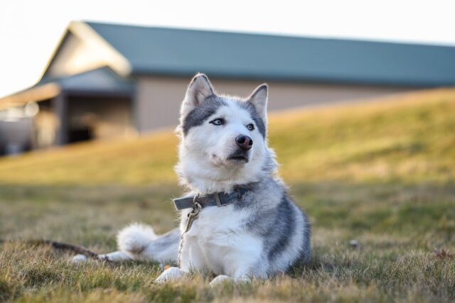 The Siberian Husky