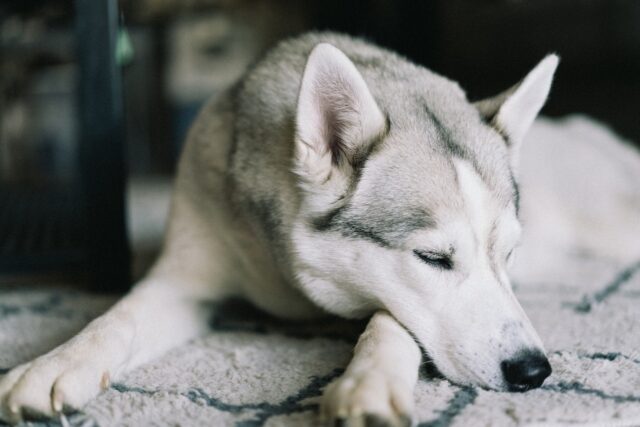 The siberian husky likes cool environments