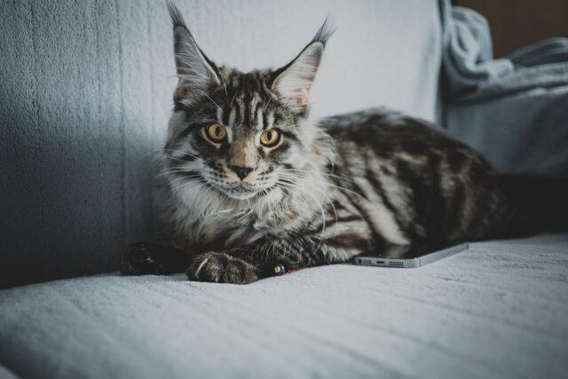 maine coons make for great pets