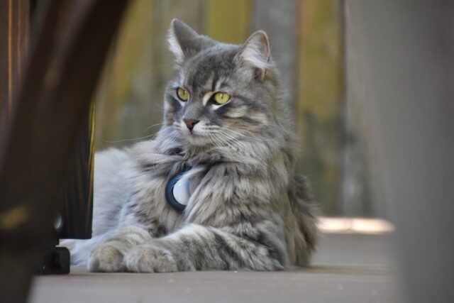 maine coons are social cats