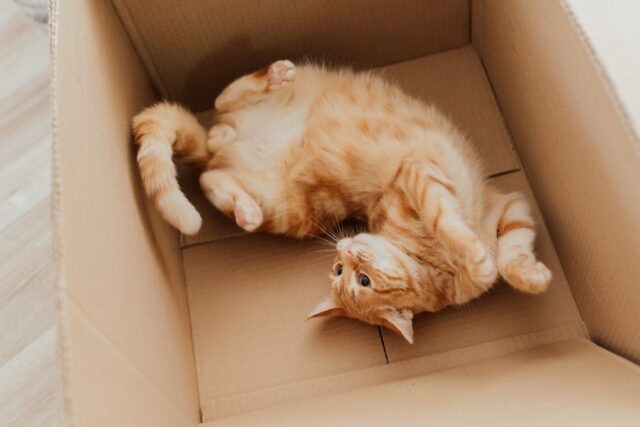 Cat in a box