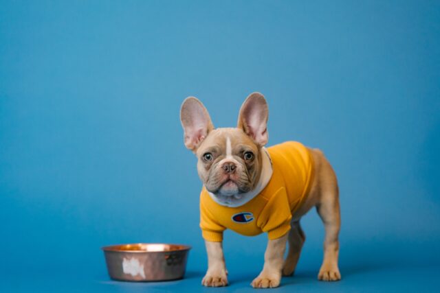 french bulldogs may be small but they can weight up to 28 pounds