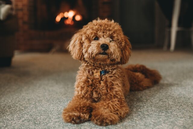 Everyone loves a poodle's curly fur