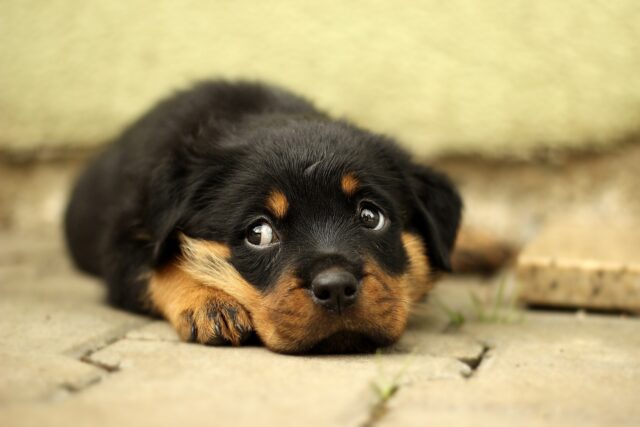 the rotweiller is one of the oldest dog breeds