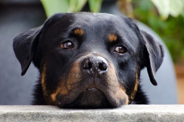 Rotweillers are calm and obedient! 