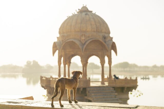 Nothing better than travelling with your dog