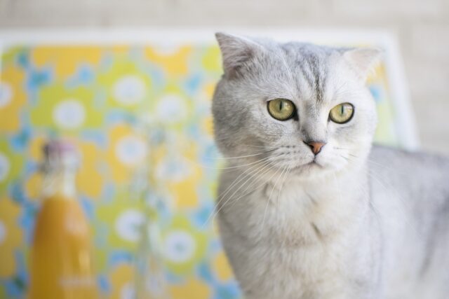 Scottish folds are the cutest