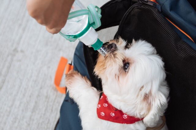 doggie drinking water