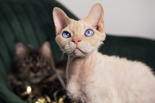 the devon rex is a playful breed