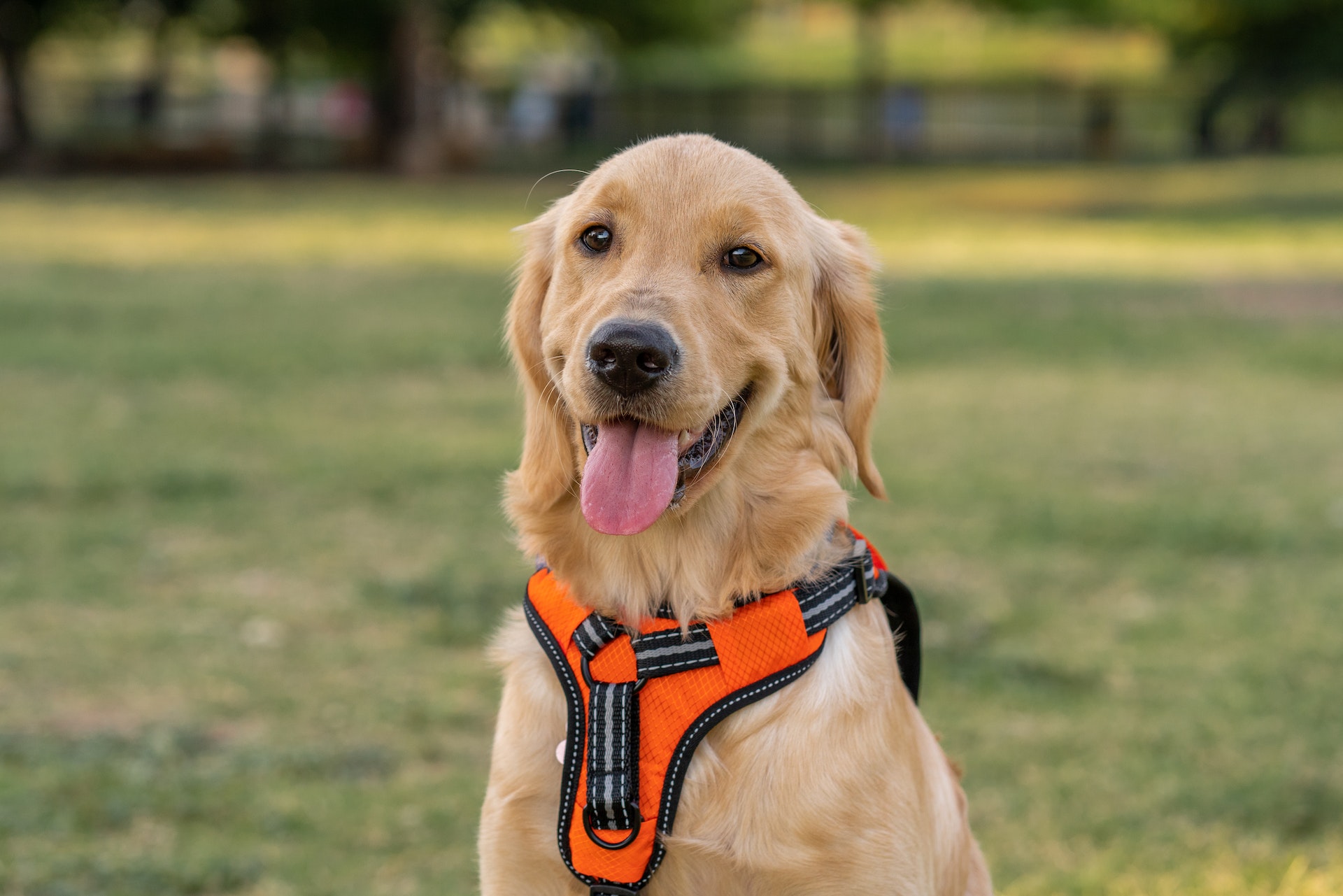 The Harness and the Collar Pros and Cons PetPal