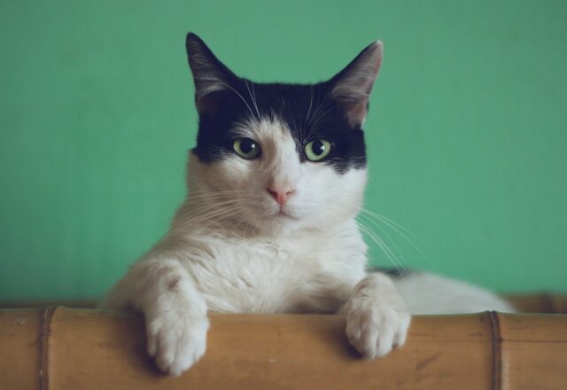 You can train your cat to use the litter box.