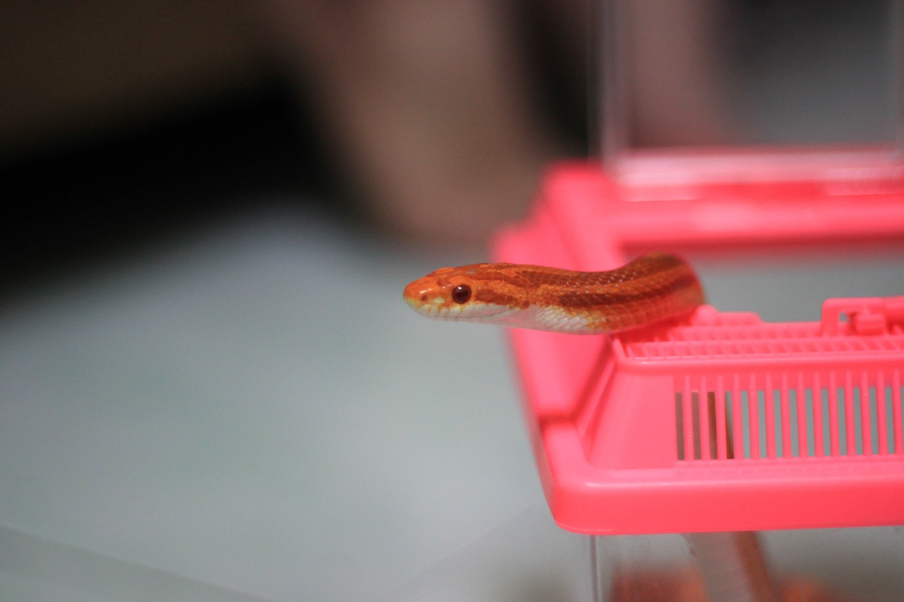 What You Need to Consider Before Getting a Pet Snake PetPal