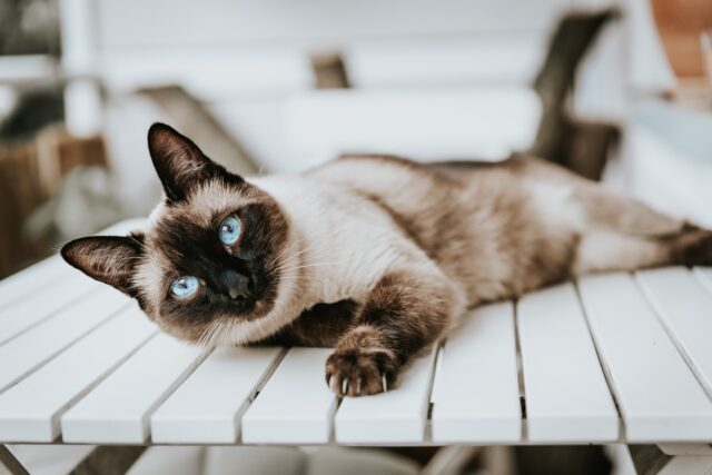 Siamese cat lying outdoors