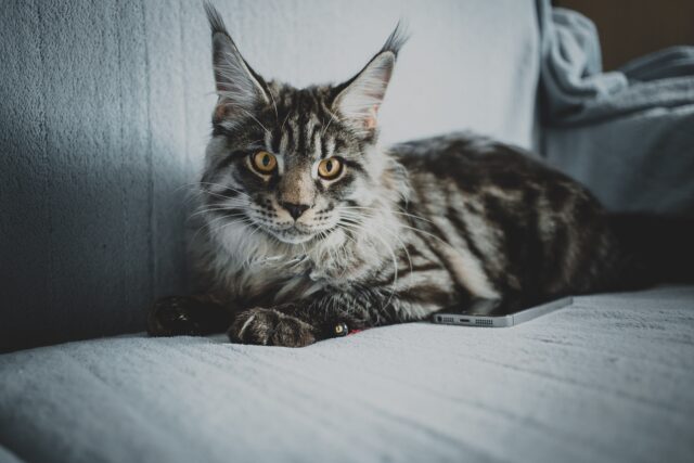 Main coon on sofa